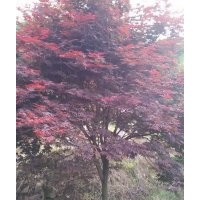 紅楓
