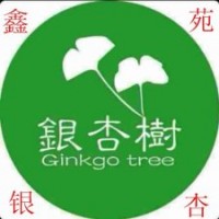 銀杏樹