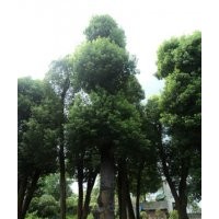 供應(yīng)48公分-49公分-51公分香樟樹，5棵起挖