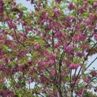供應(yīng)各種規(guī)格速生槐，杏花槐，香花槐，紫穗槐，黃花槐