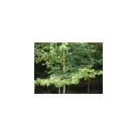 楓香8-10公分