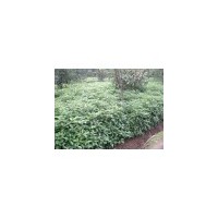 大量供應2-4公分香樟/批發(fā)2公分香樟