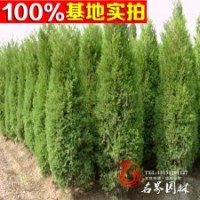 供應苗木 供應灌木 萬峰檜