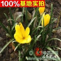 基地直銷石蒜 黃花石蒜 數(shù)量大