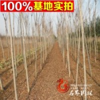 批發(fā)銷售綠化苗木 欒樹苗 欒樹小苗