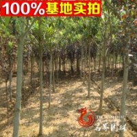 枇杷基地常年低價(jià)出售枇杷苗