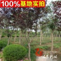 直銷 供應(yīng) 紫葉李 園林綠化