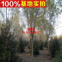 常年供應 速生白蠟 數(shù)量大價格低