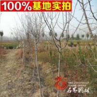 基地常年供應 木瓜海棠 數(shù)量大 價格低