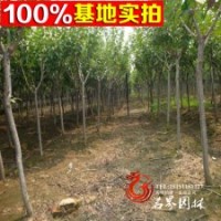直銷綠化苗木 櫻花小苗 日本早櫻