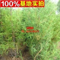 基地直銷優(yōu)質 云杉 云杉小苗