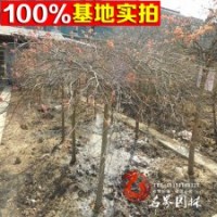 常年特價供應【羽毛楓】規(guī)格齊全