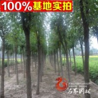 白蠟基地特價供應各規(guī)格白蠟樹苗