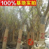 基地常年供應(yīng)原生【嫁接銀杏】