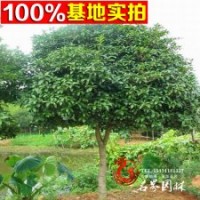 批發(fā)桂花樹苗 金桂【四季桂】