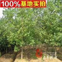 低價供應(yīng)鵝掌楸 雜交馬褂木