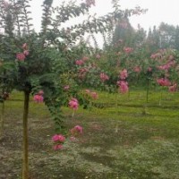 紫薇、紫荊、紅葉石楠、紅王子錦帶、火棘、海棠、海桐