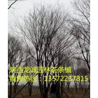 茶條槭-陜西龍誠(chéng)園林大量供應(yīng)精品苗木
