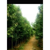 多規(guī)格滇潤楠，粗壯潤楠，山玉蘭，毛果含笑，樸數(shù)，楨楠