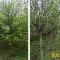 成都垂絲海棠，熟貨海棠，海棠基地