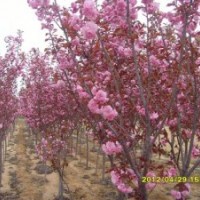 紅葉櫻花、櫻花、美國紅葉櫻花、彩葉苗木、小苗、萊州