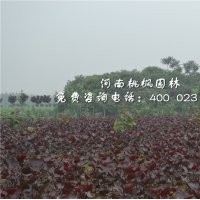 河南桃楓園林全紅楊小苗精選樹種出售