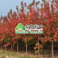 美國(guó)改良紅楓—秋火焰
