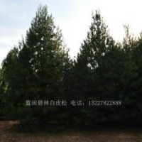 精品6米白皮松一級貨6米二級白皮松6米