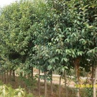 石家莊藁城區(qū)佳霖苗圃場(chǎng)供應(yīng)大葉女貞