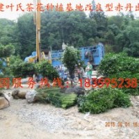 福建茶花 供應(yīng)福建茶花 福建茶花供應(yīng) 福建茶花供應(yīng)價(jià)格
