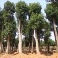 32公分移植香樟樹，33-35公分再生香樟樹供應(yīng)