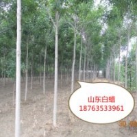 大量供應(yīng)白蠟 速生白蠟 造型白蠟 3-10公分白蠟