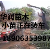 北京6公分垂柳價(jià)格/8公分垂柳價(jià)格/10公分垂柳價(jià)格