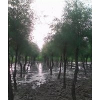 常年供應(yīng)檉柳、白蠟、柳樹、榆樹、國槐、各種速生小苗等