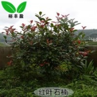 湖南苗圃直銷紅葉石楠行道樹工程樹
