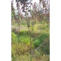 紅葉李2--3公分