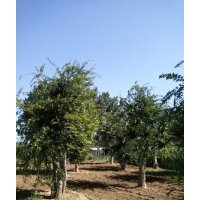 大規(guī)格樸樹(shù)