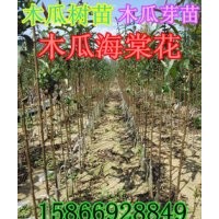木瓜苗
