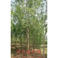 河北凱達(dá)柳樹基地低價供應(yīng)各種喬灌木