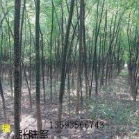 3公分國槐大量低價優(yōu)惠供應(yīng)、3公分國槐