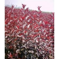 山西西府海棠、紅葉李、碧桃定植苗