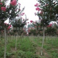 紫薇小苗 百日紅小苗 櫻花小苗、紫荊