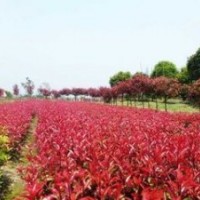 南京紅葉石楠價(jià)格 地徑6公分紅葉石楠價(jià)格 米徑7公分紅葉石楠價(jià)格