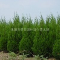 蜀檜價(jià)格蜀檜柏價(jià)格蜀檜價(jià)格大全