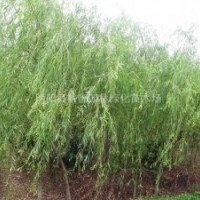 街道樹綠化苗木黃皮柳小苗 青皮柳小苗 直生柳小苗0.5-3公