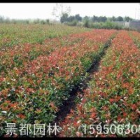 紅葉石楠小苗.紅王子錦帶小苗