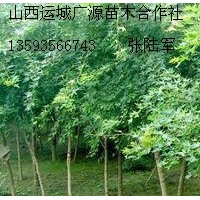 3公分五角楓樹大量低價出售