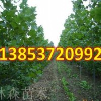 造型法桐小苗