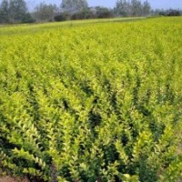 供應(yīng)：金葉女貞,地柏,蜀檜,龍柏,櫻花