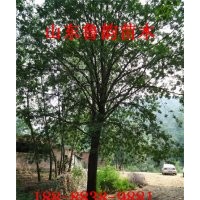 山東皂角樹基地大規(guī)格皂角樹價格多少錢(圖)